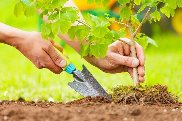 Hands Planting Small Tree with roots in a garden on green background